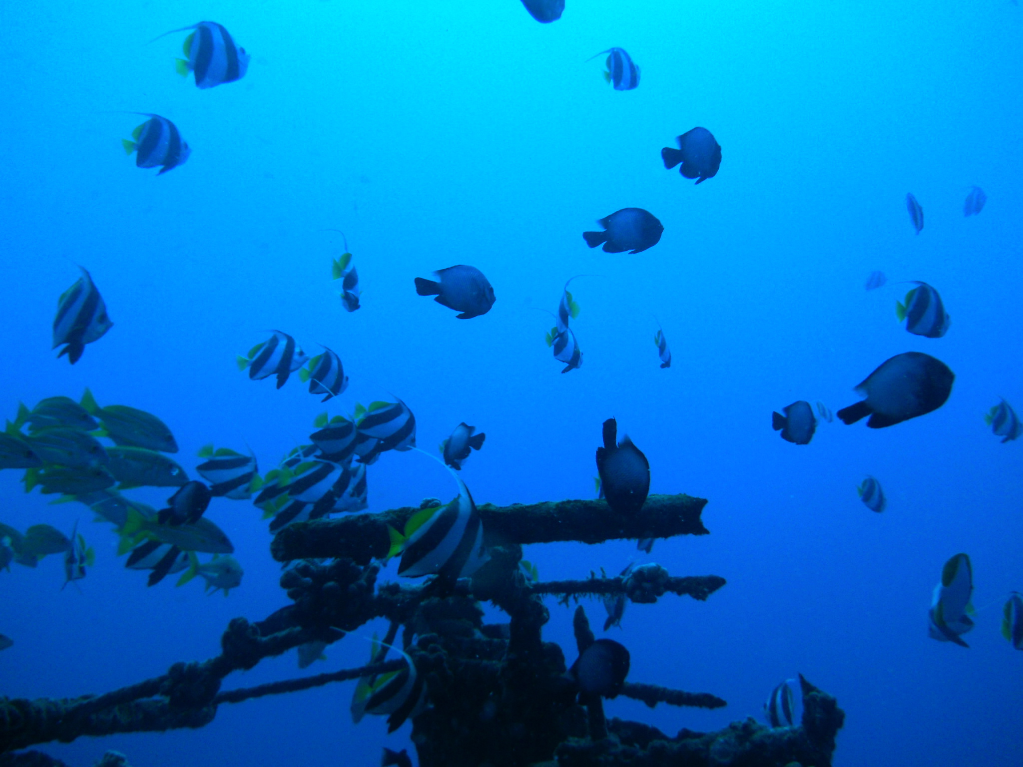 Life on the Sea Tiger