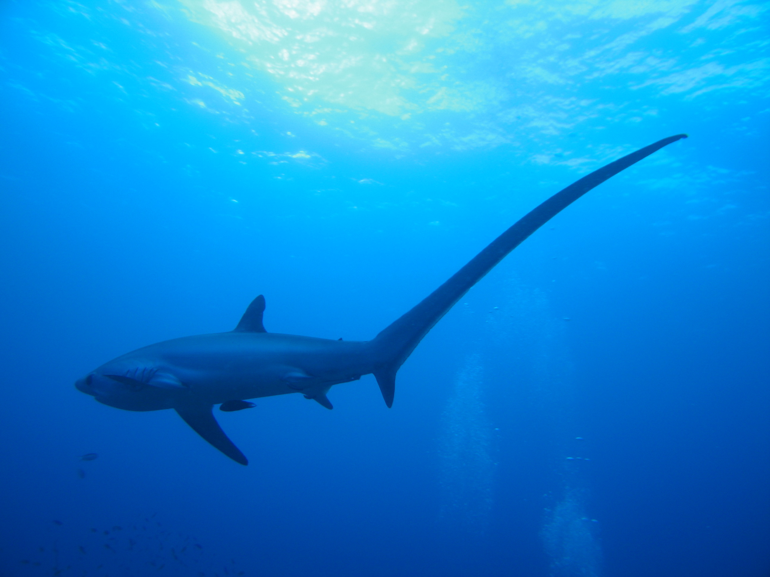 The Thresher Sharks Of Malapascua Island Scuba Diver Life