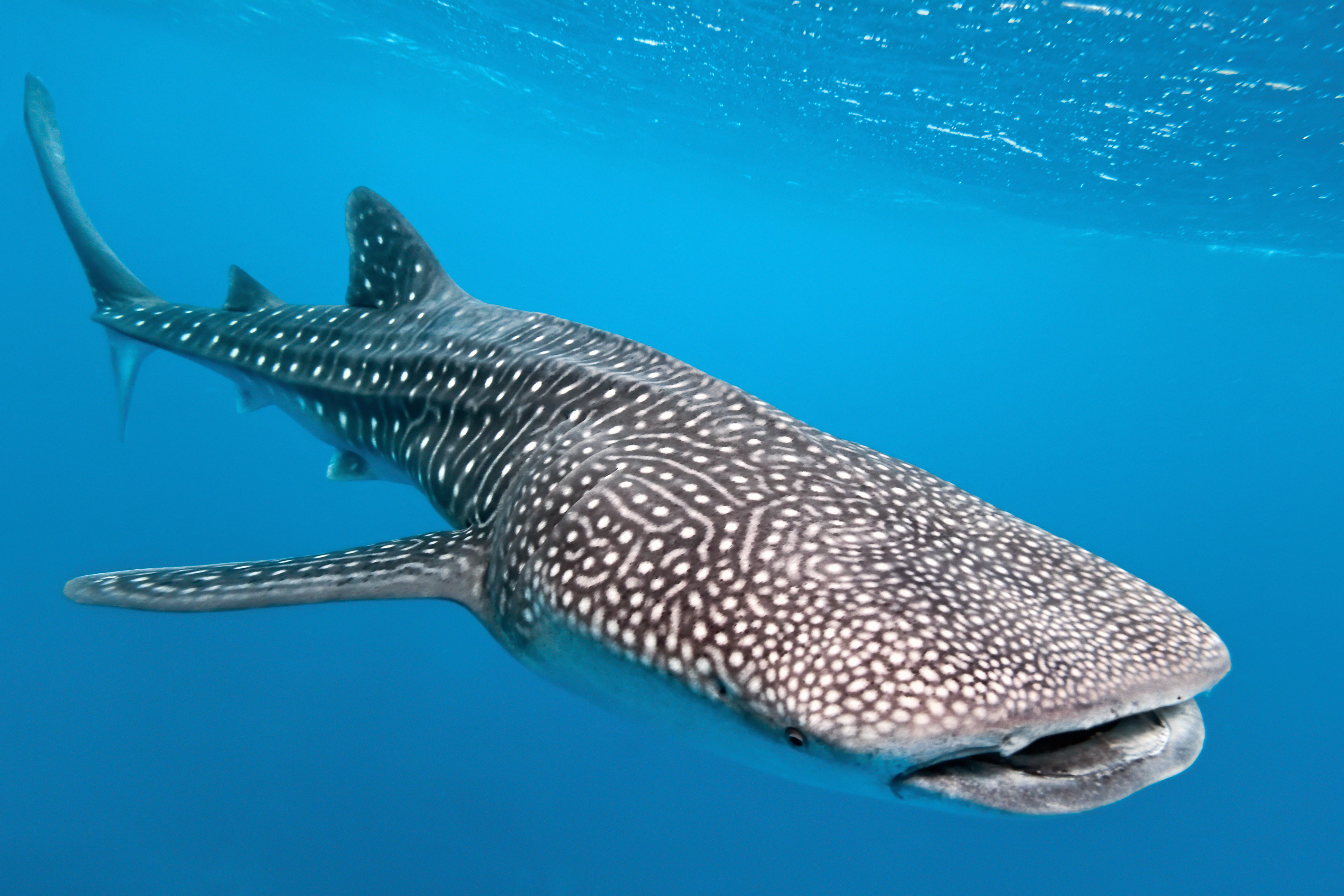 WHALE SHARK definição e significado