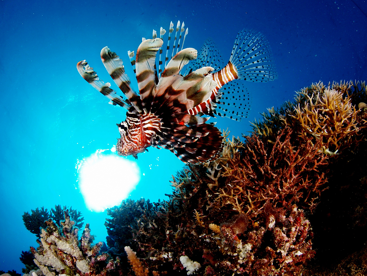 top-5-worst-invasive-species-scuba-diver-life