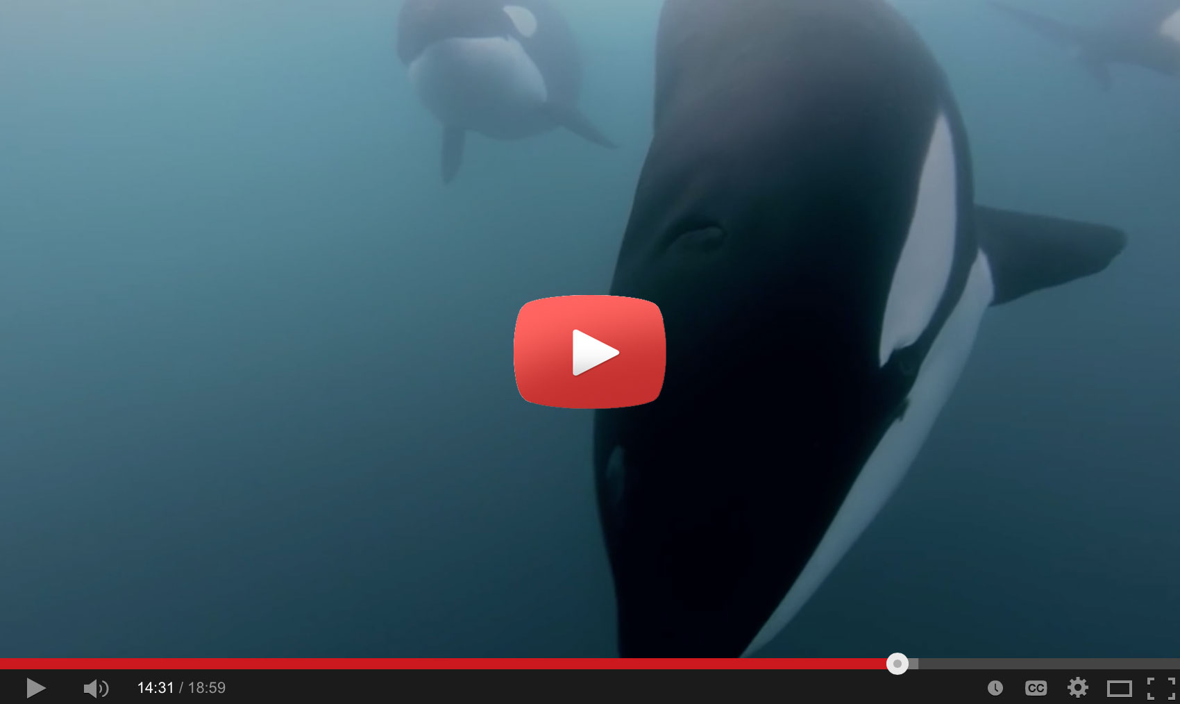 Orca Rescue in 4K with GoPro Scuba Diver Life