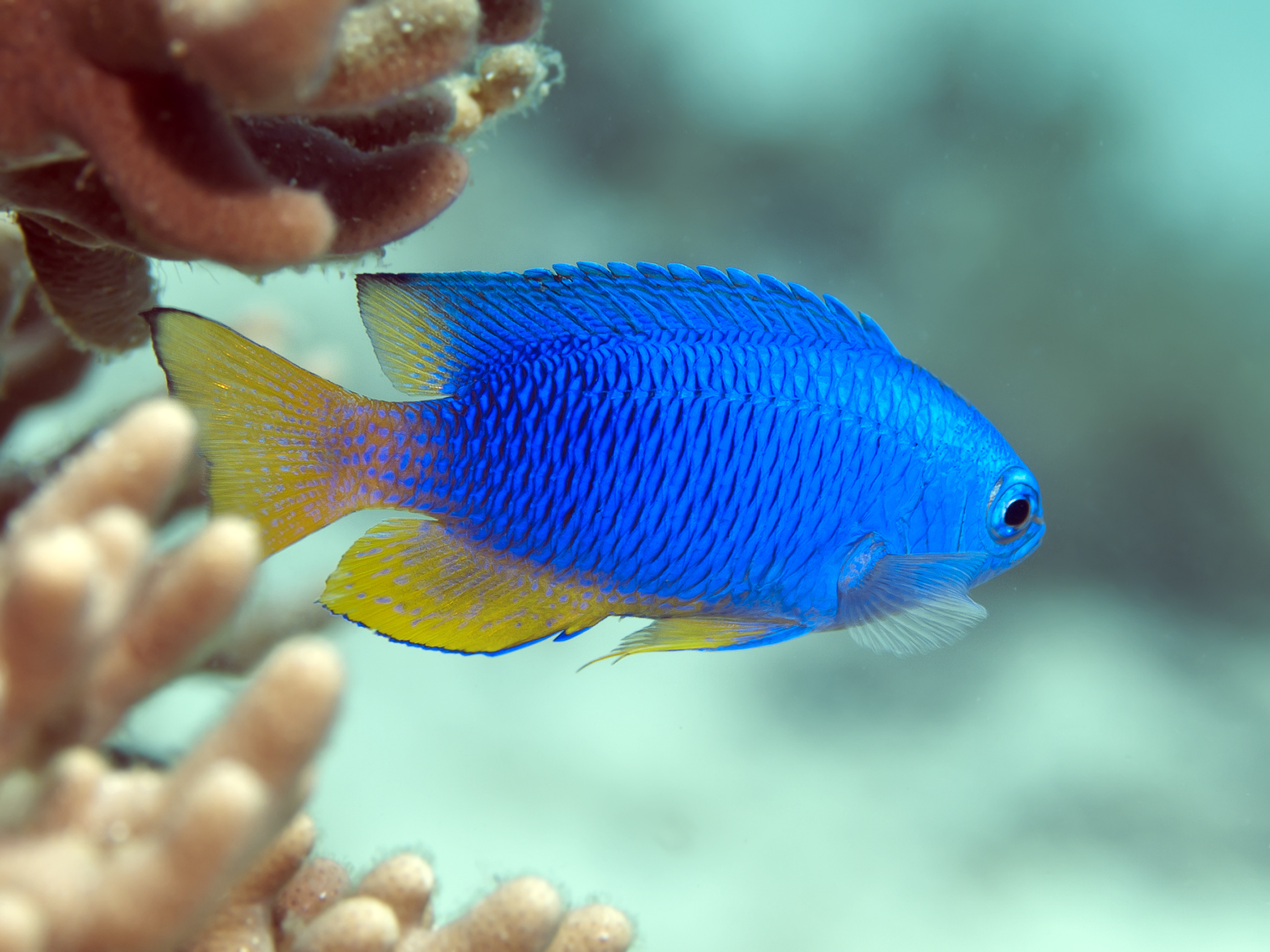 Reel Life Fish ID: Can You Identify This Reef Fish?