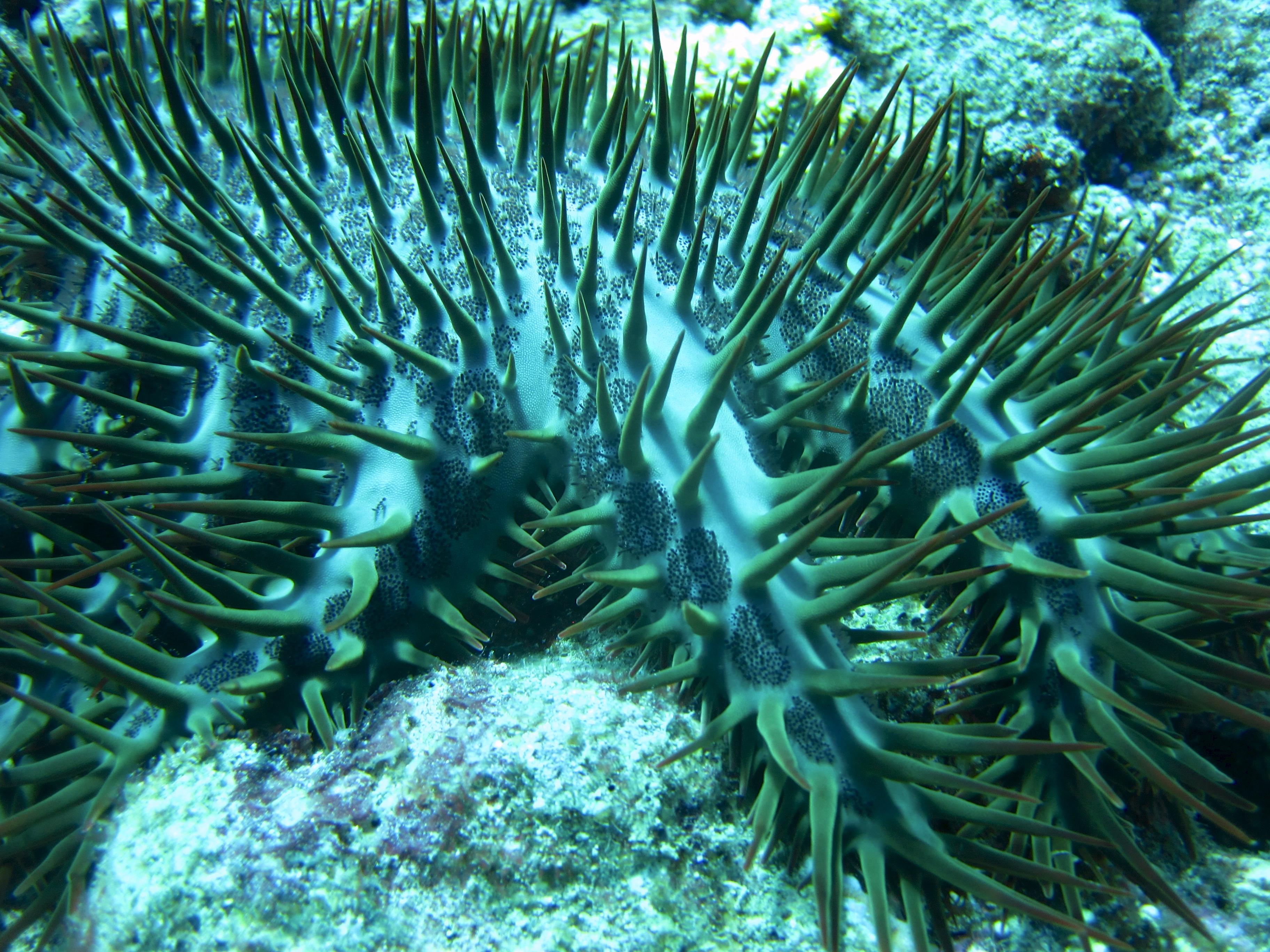 The Crown-of-Thorns Sea Star - Whats That Fish!