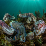 Cuttlefish aggregation in south Australia