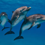 Atlantic spotted dolphins in the Bahamas