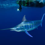 Blue marlin in Tonga