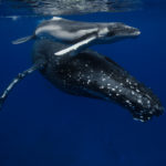 Humpback whale mother and calf in Tonga