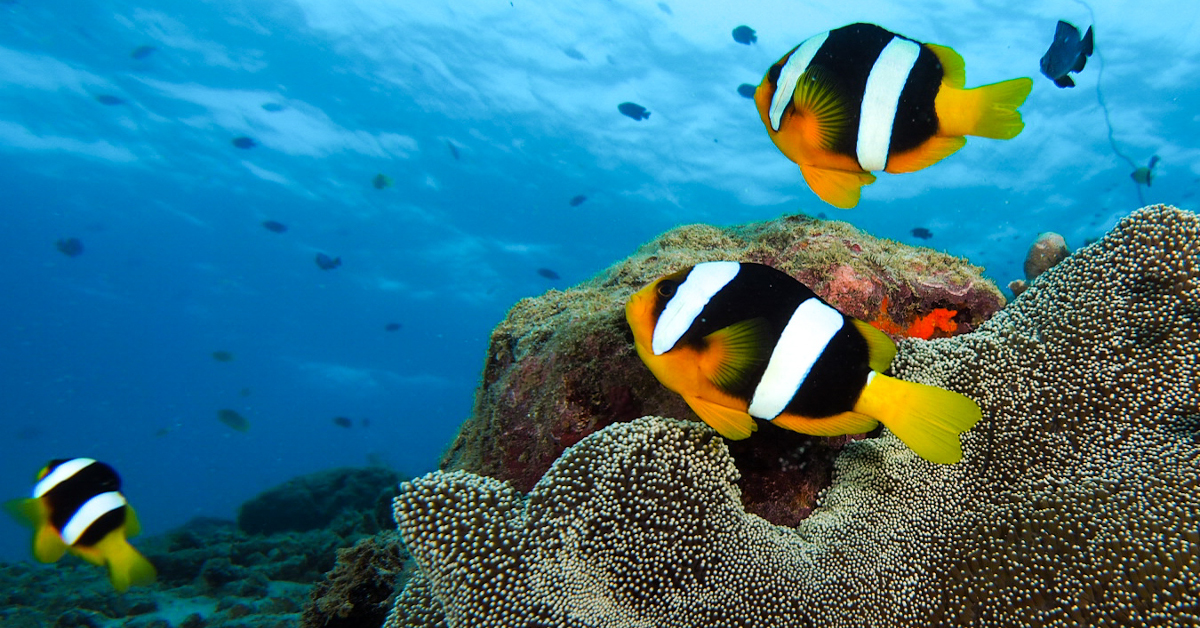 Technical Diving in Vanuatu • Scuba Diver Life