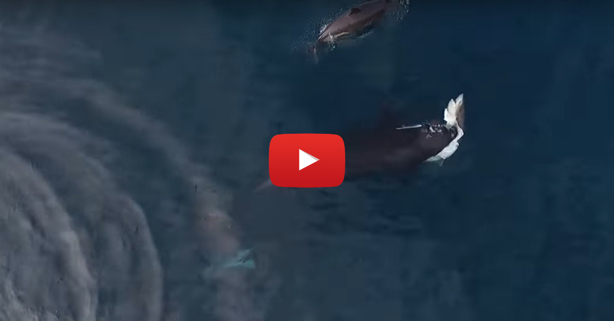 Orcas Kill A Sevengill Shark Off California Coast • Scuba Diver Life 4108