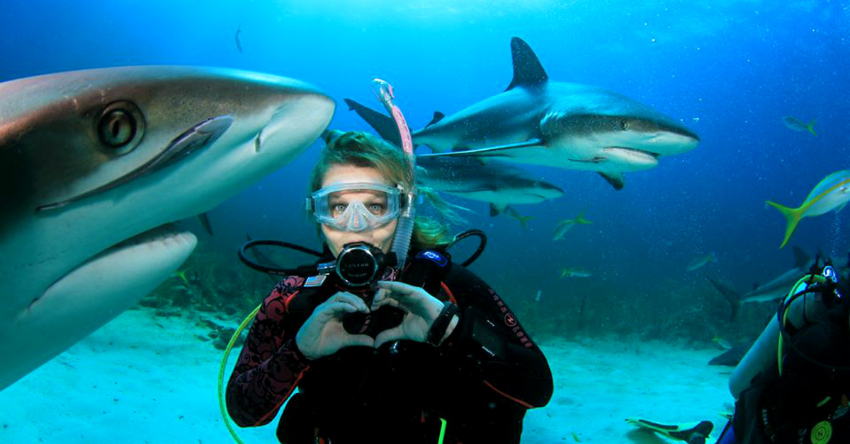 Why I Participate In Shark Feeding Dives • Scuba Diver Life