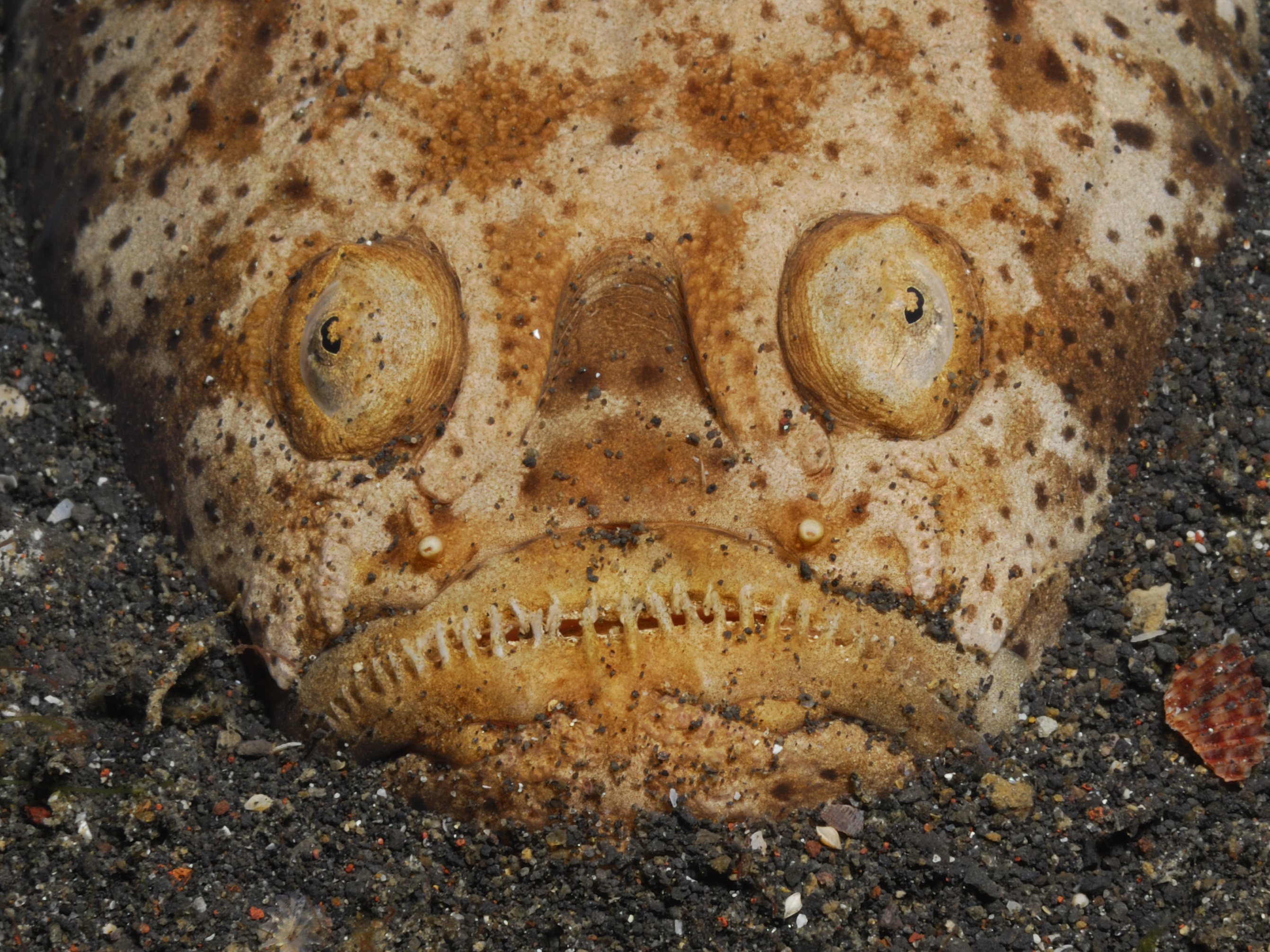 World's ugliest animal' contest took a blobfish out of water