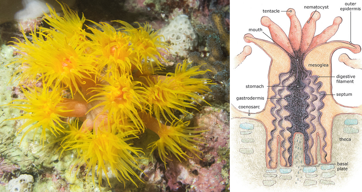 Coral Polyp Diagram
