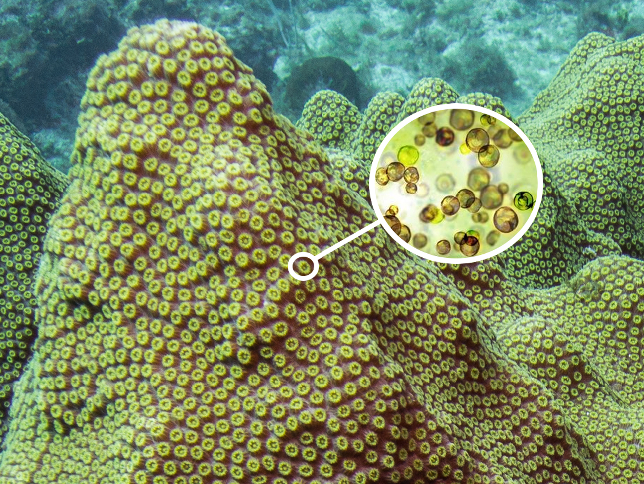 Coral Biology: Part I • Scuba Diver Life
