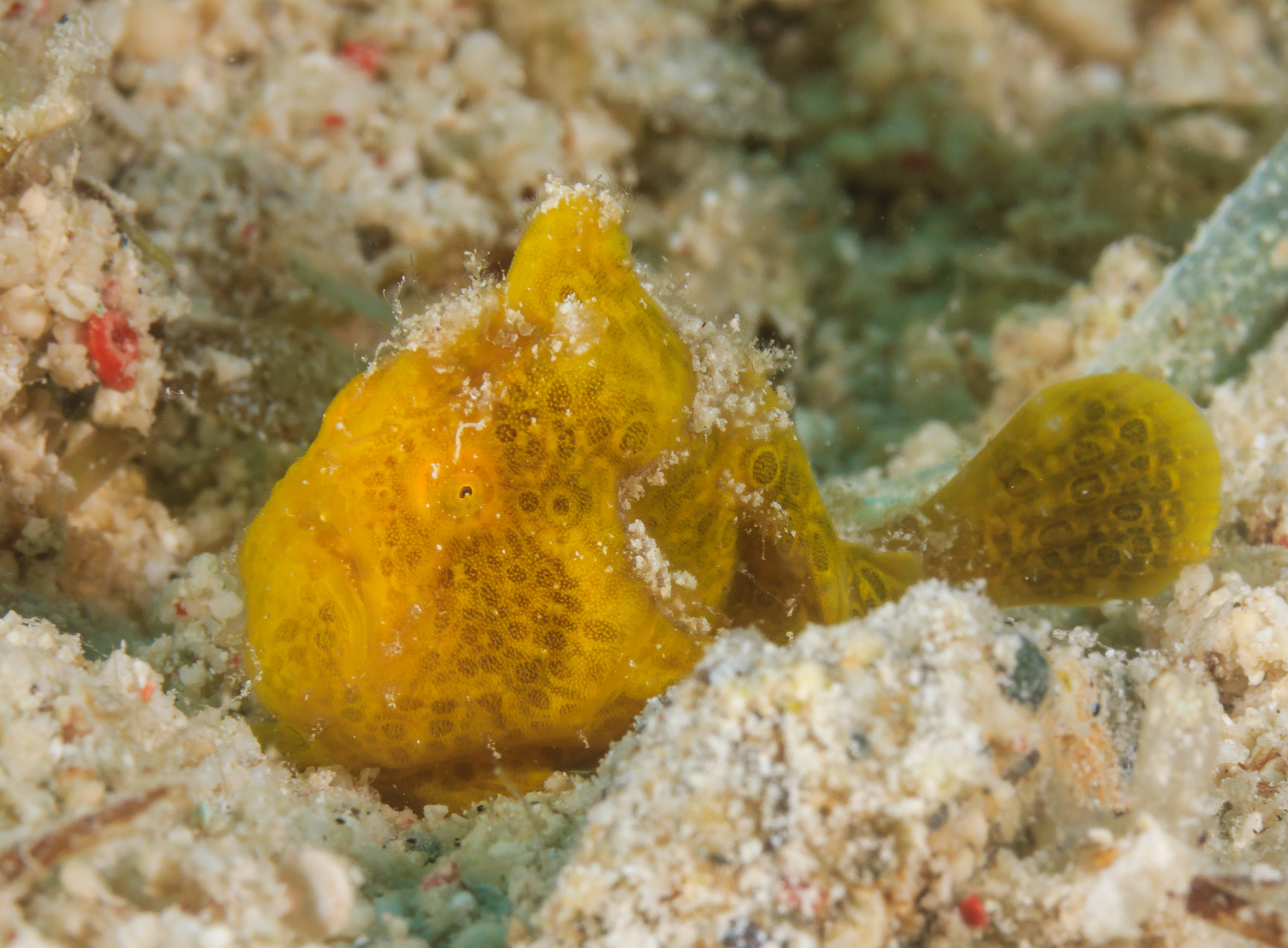 Eight of the Ocean's Smallest Creatures • Scuba Diver Life