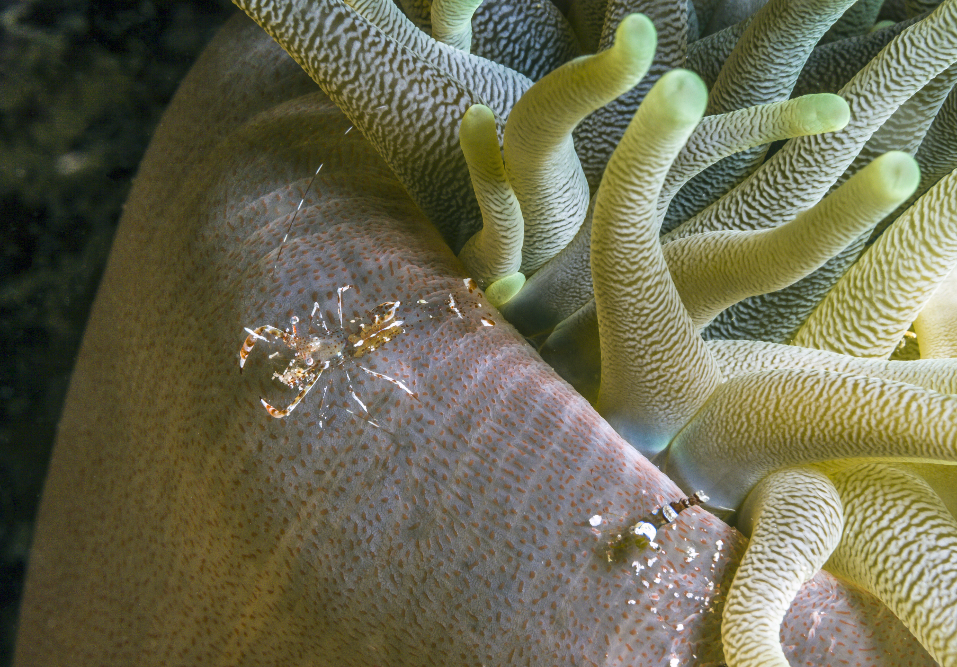 Eight of the Ocean's Smallest Creatures • Scuba Diver Life