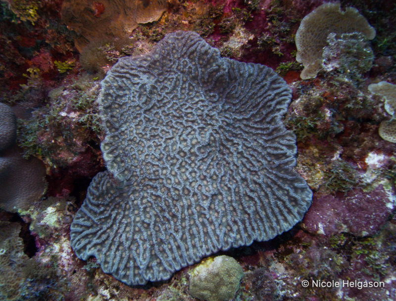 Basic Caribbean Coral Identification Part I Hard Corals Scuba Diver Life