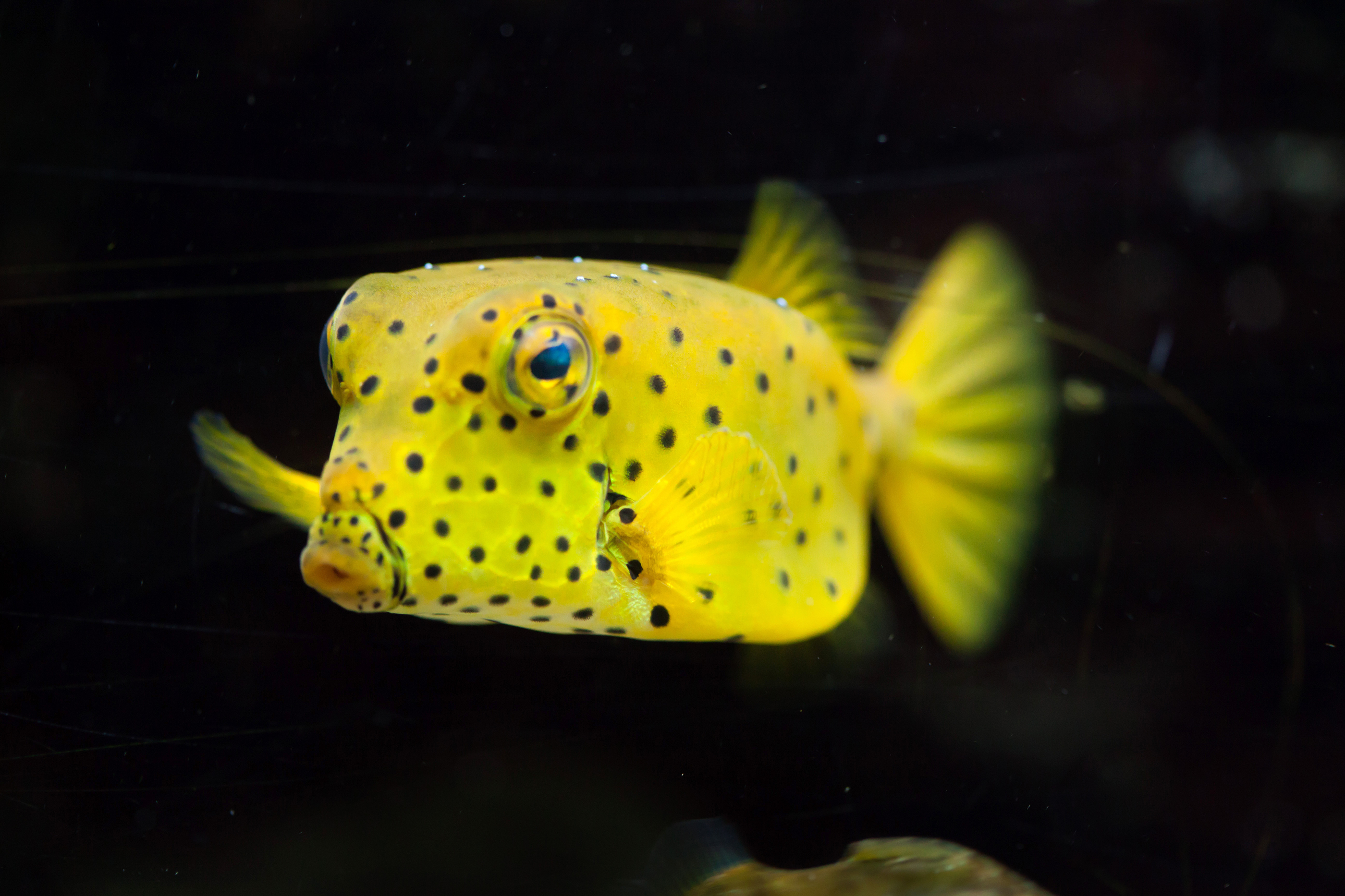 Ten Cutest Underwater Animals • Scuba Diver Life