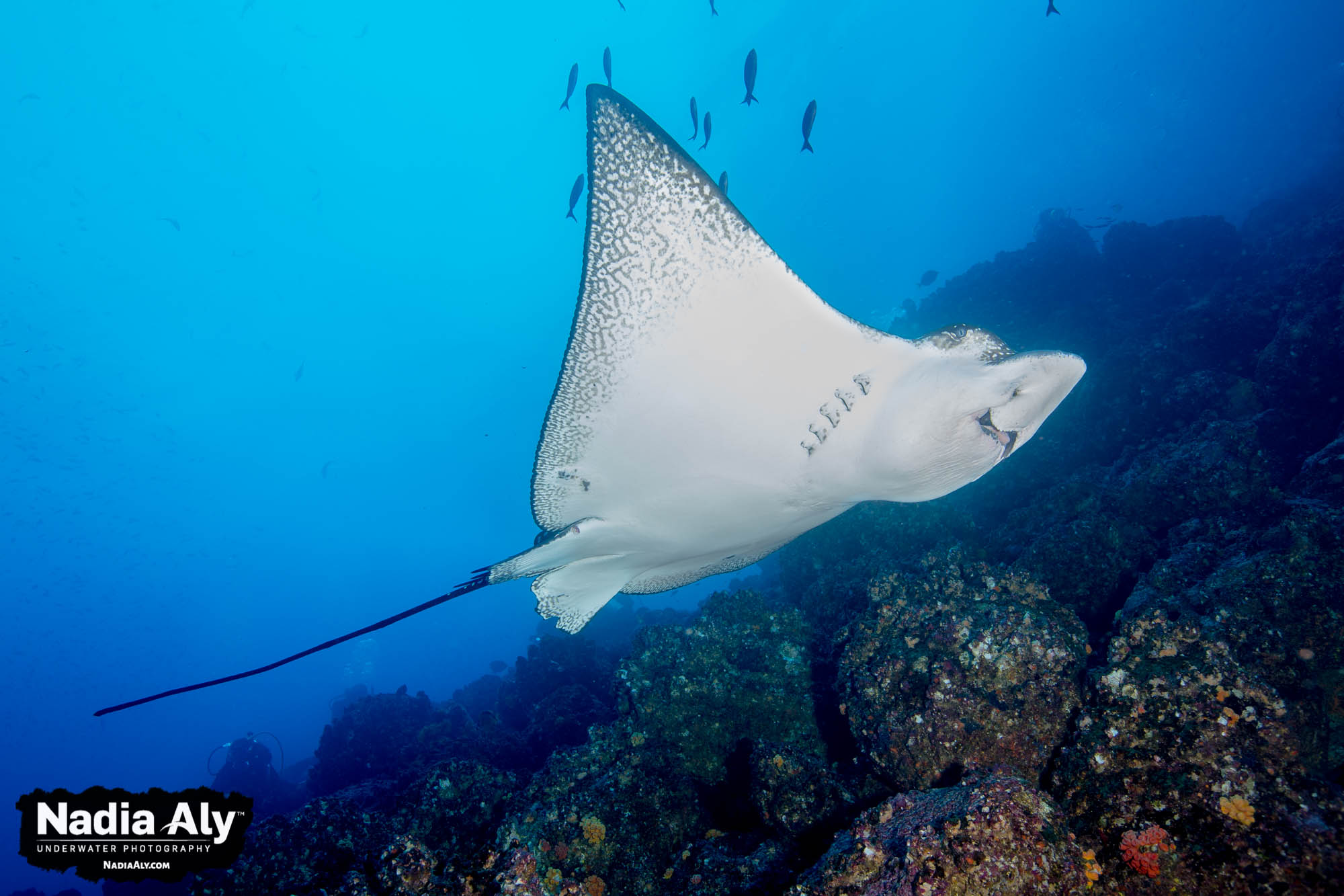 Marine Species: Know Your Ray Species • Scuba Diver Life