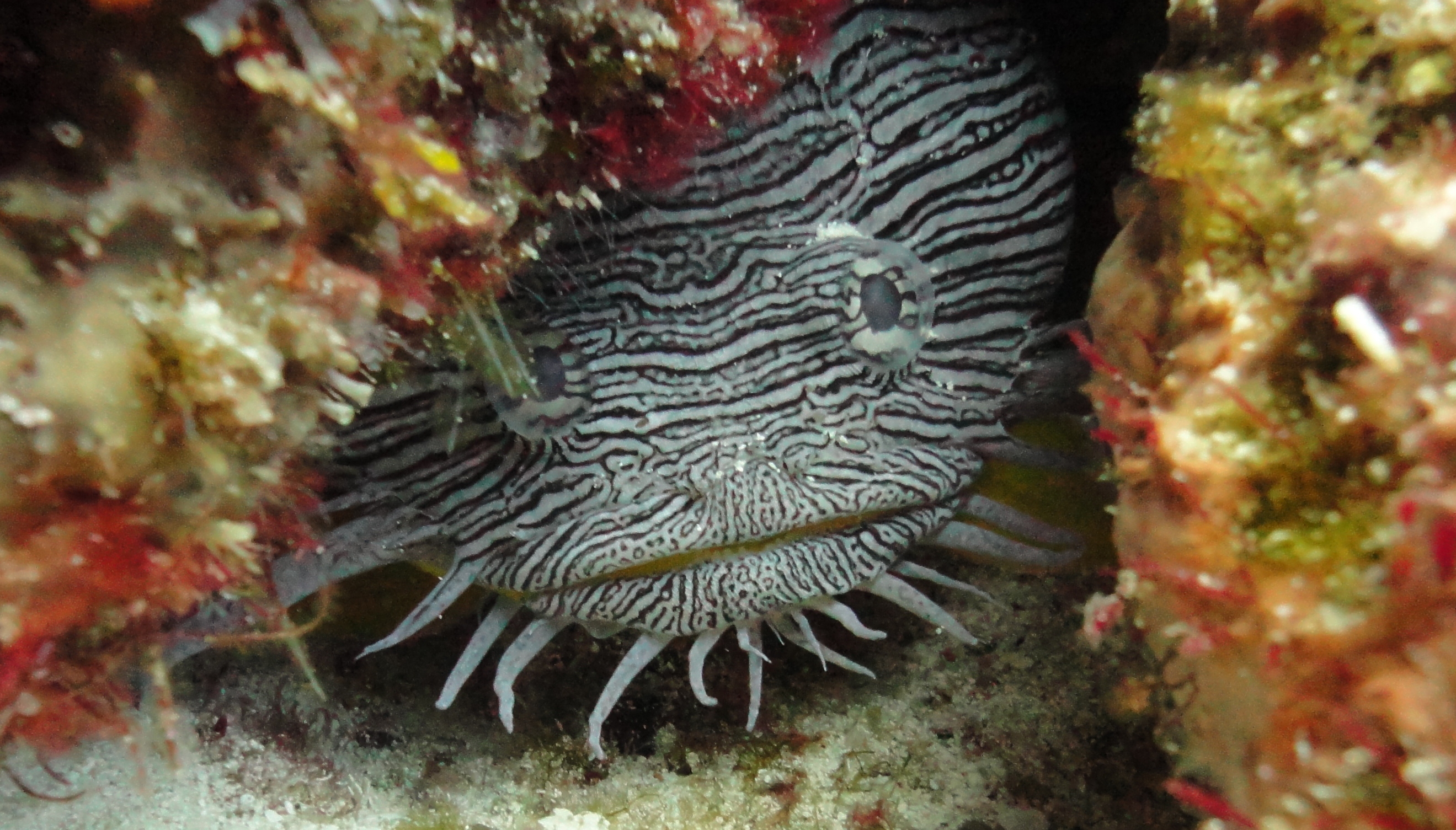 Marine Species: Splendid Toadfish • Scuba Diver Life