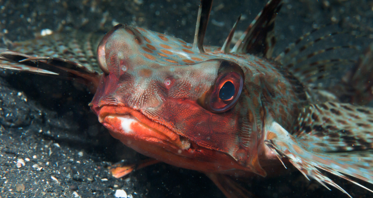 flying-gurnard