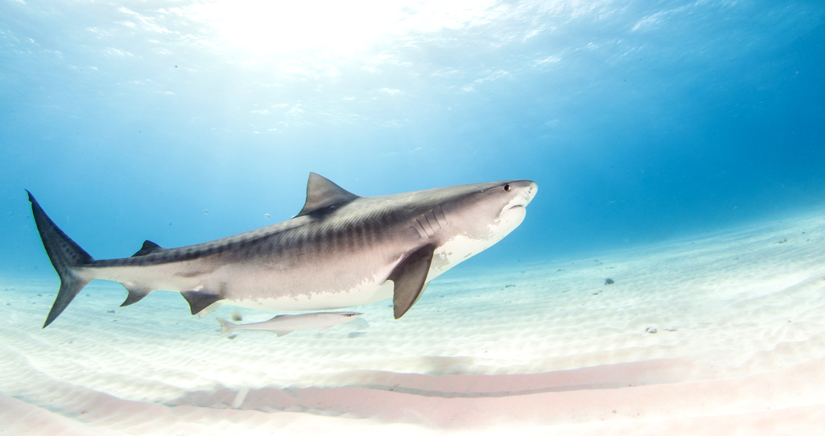 top-five-shark-dives-in-south-africa-scuba-diver-life