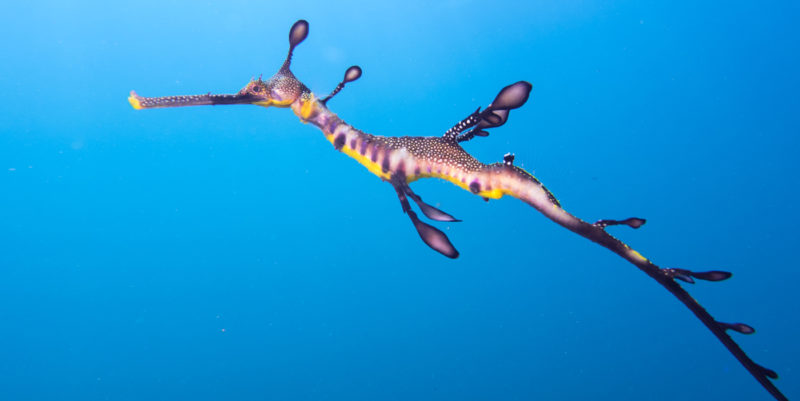 the weedy seadragon research project