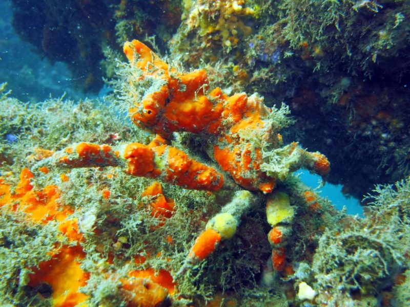 a decorator crab at chowder bay