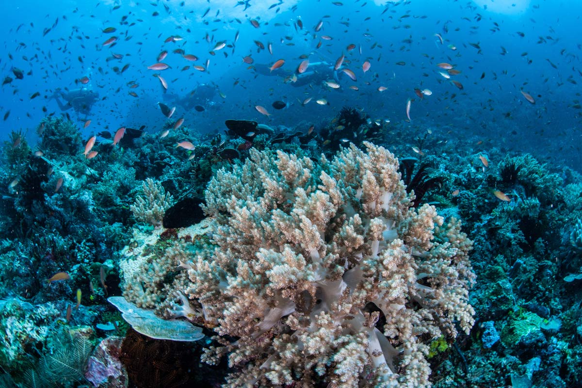 10 Easy Steps to Protect Coral Reefs • Scuba Diver Life