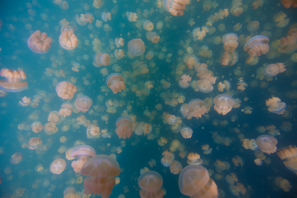 Jellyfish Lake | Eil Malk Island, Palau • Scuba Diver Life