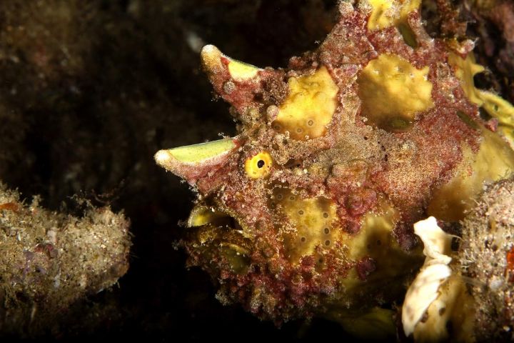 The Frogfish - Scuba Diving