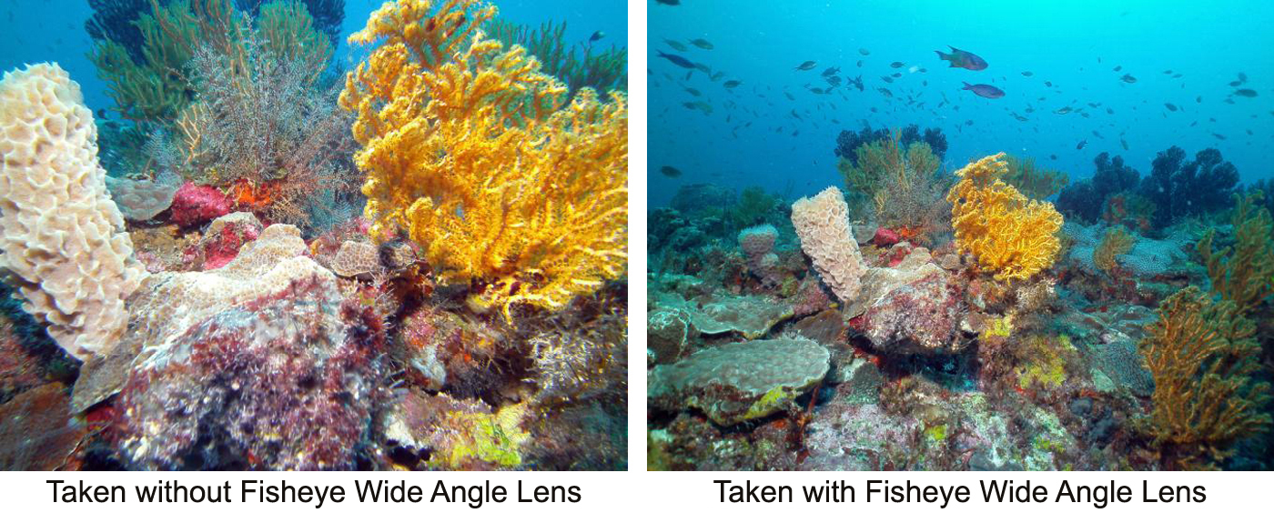 prieel Keizer Kolibrie SeaLife's New Fisheye Wide Angle Lens - Scuba Diver Life