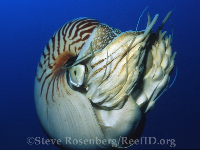 Chambered-Nautilus.jpg