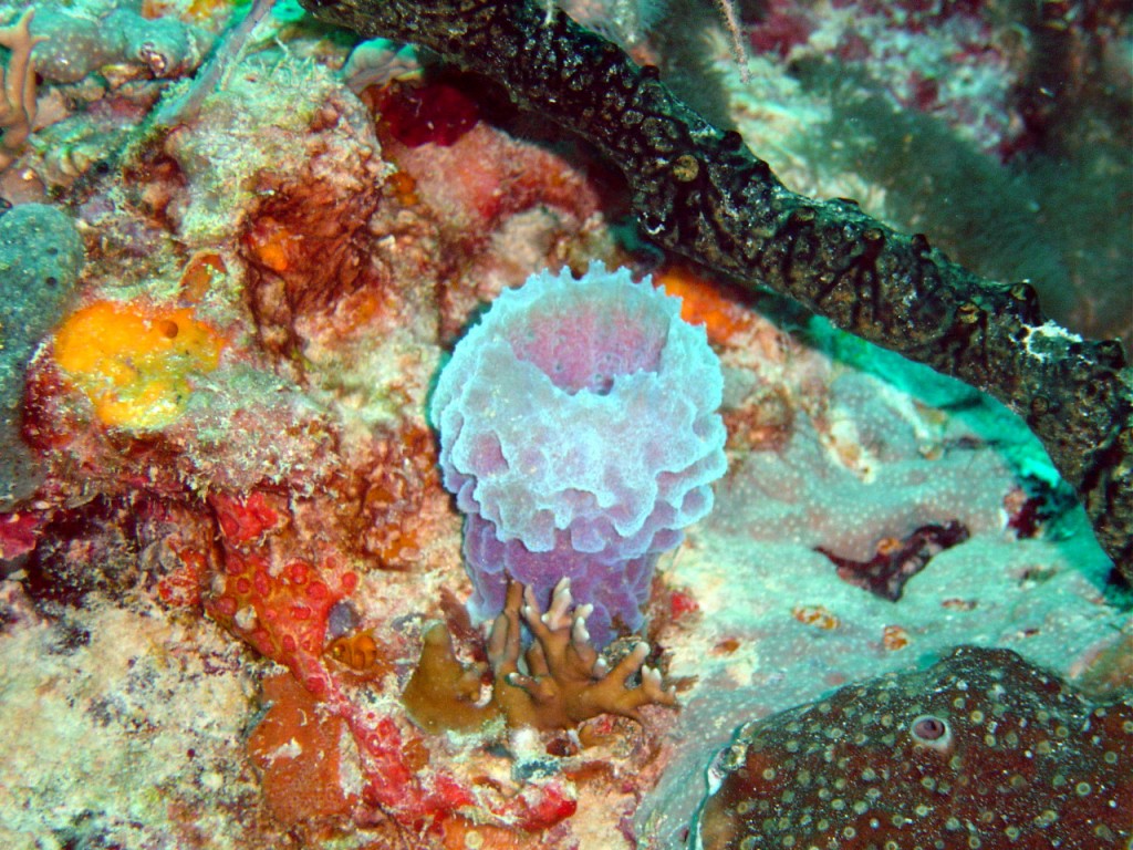 Sponge - Photo Credit: NOAA