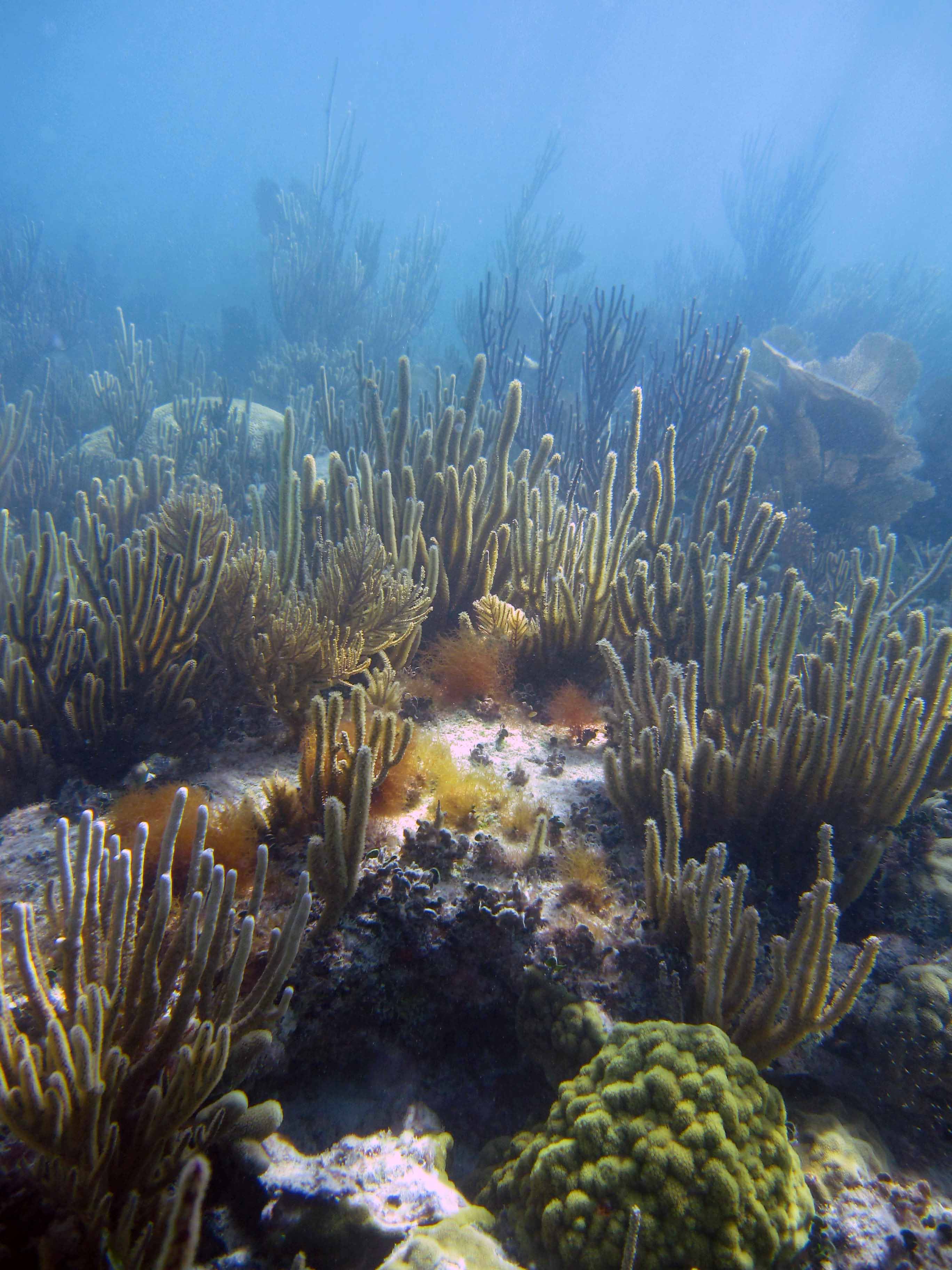 Undisturbed Reef - Photo Credit: Doug Weaver, U.S. Geological Survey