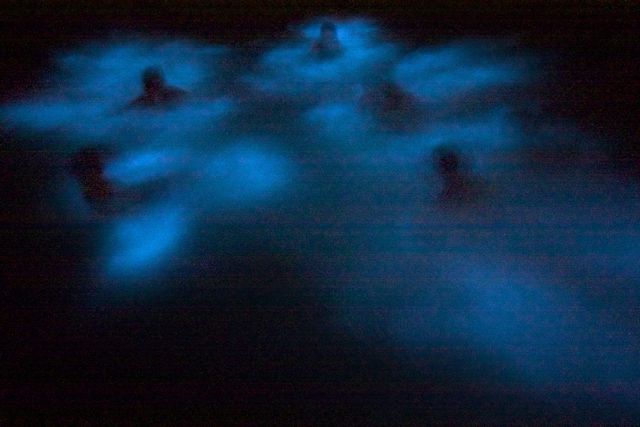 bioluminescent bay at night