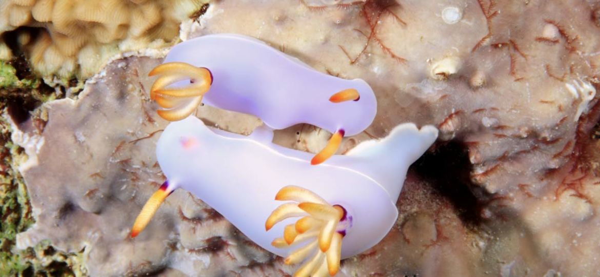 nudibranchs