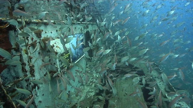 FISH SHARE WRECK WITH ART