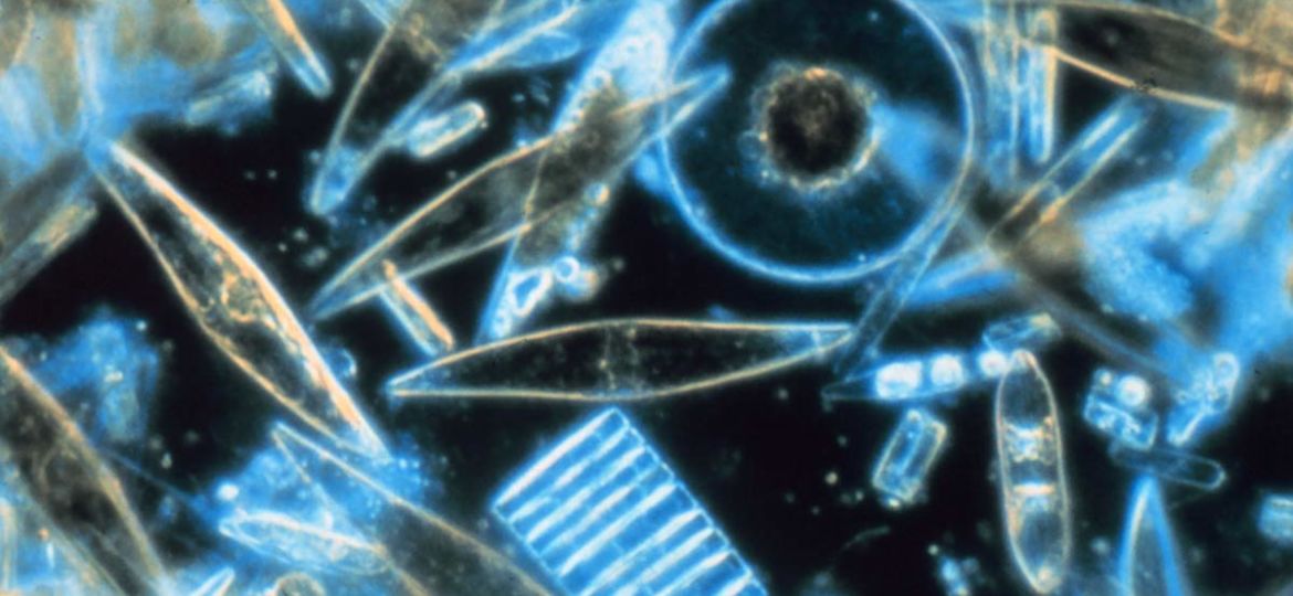 what is phytoplankton