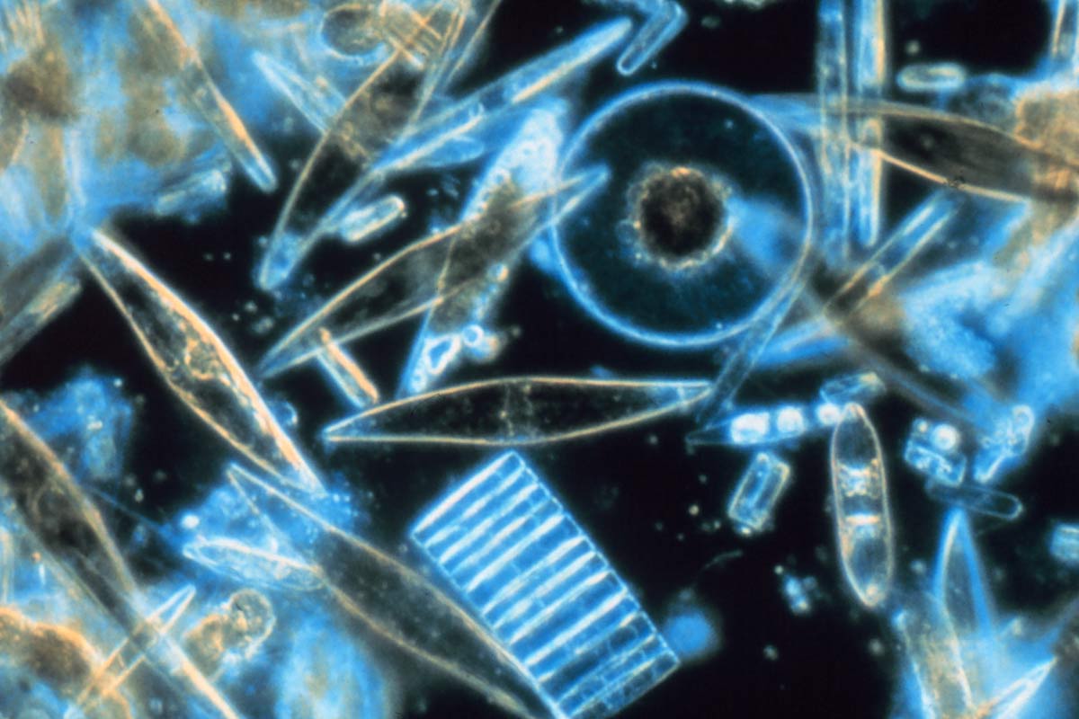 What is Phytoplankton?