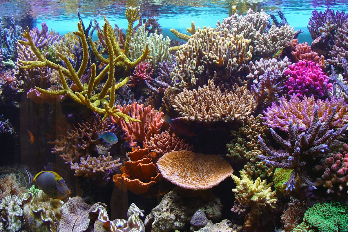 Alive Coral Reef