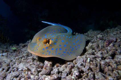blue spotted stingray with clipping mask