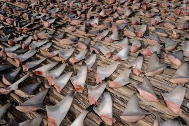 people kill sharks