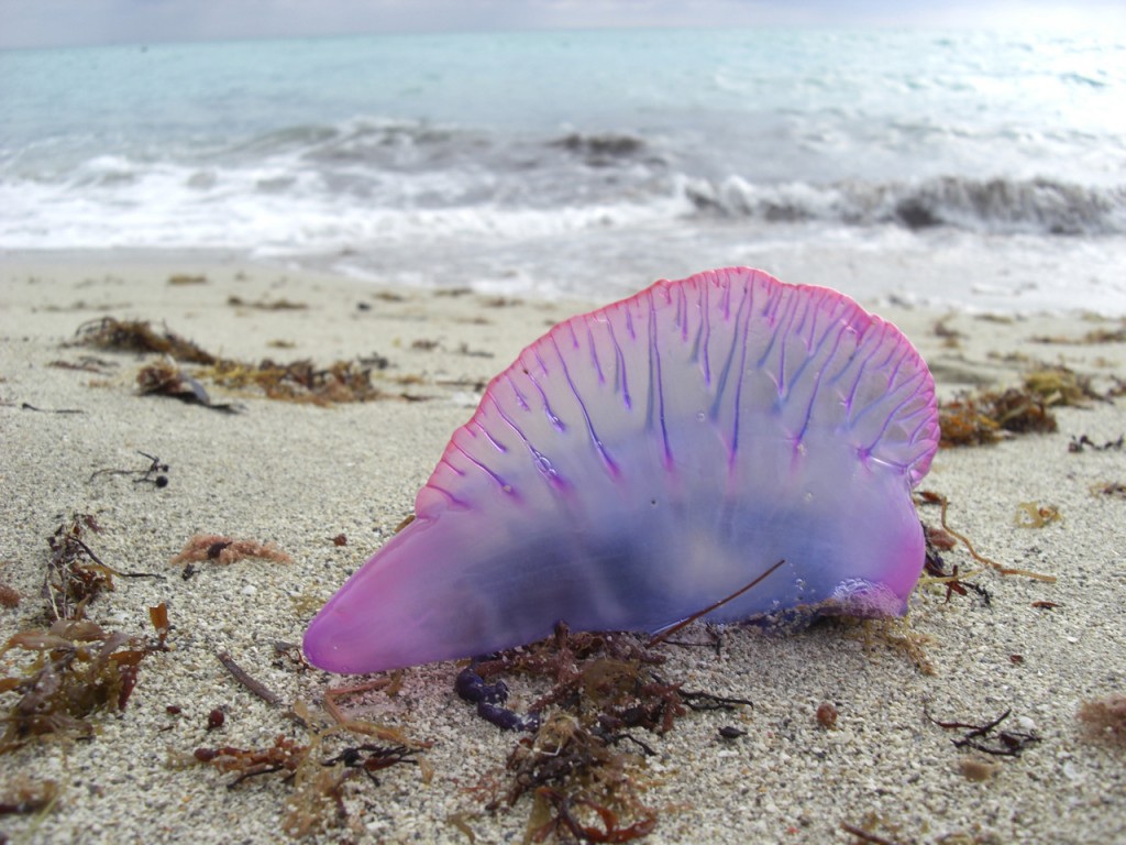 portuguese-man-of-war-information-and-picture-sea-animals