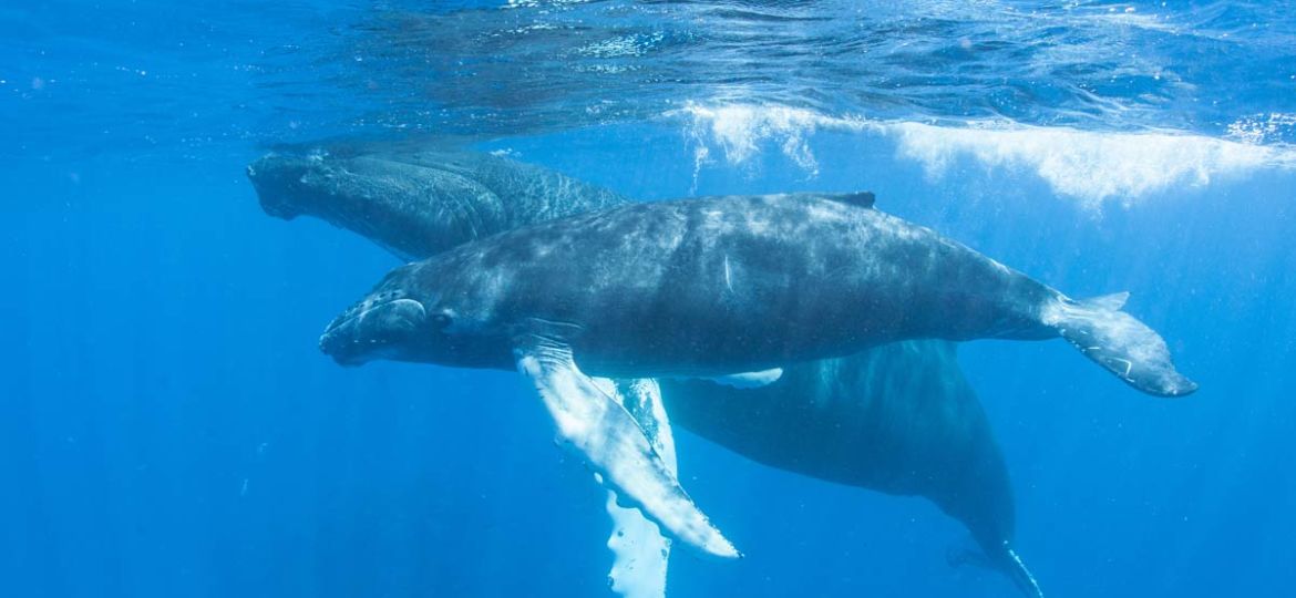 humpbackwhales