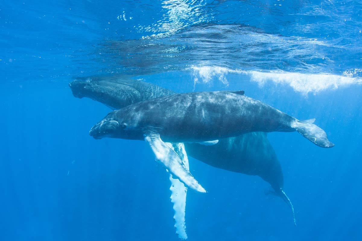 Hanging out with Humpbacks • Scuba Diver Life