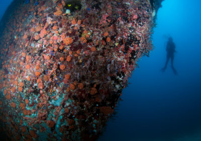 Anguilla diving