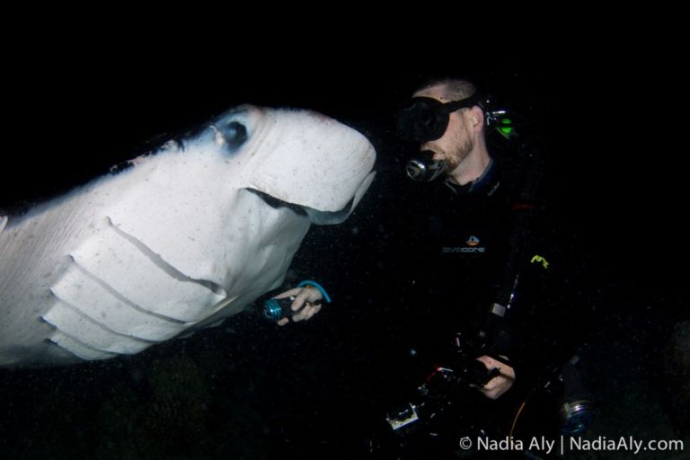 night diving