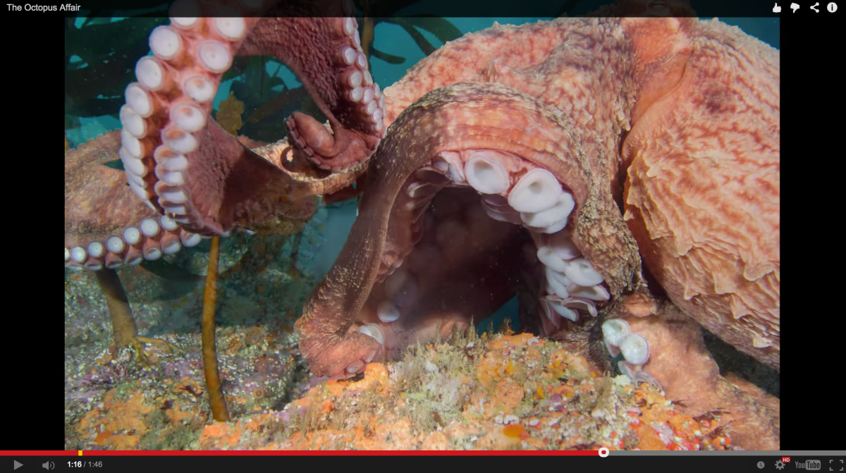 Octopus Steals Divers Camera • Scuba Diver Life