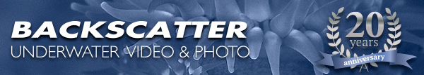 Backscatter Underwater Video and Photo News