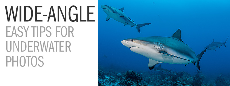Wide-Angle - Easy Tips for Underwater Photos